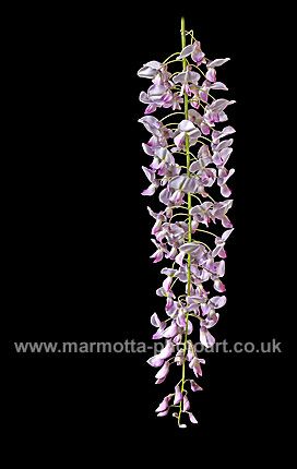 Click to See Next Image