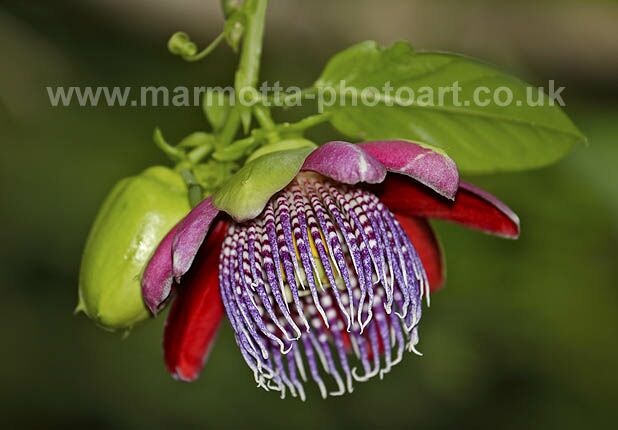 Click to See Next Image