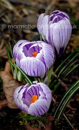 Click to See Next Image