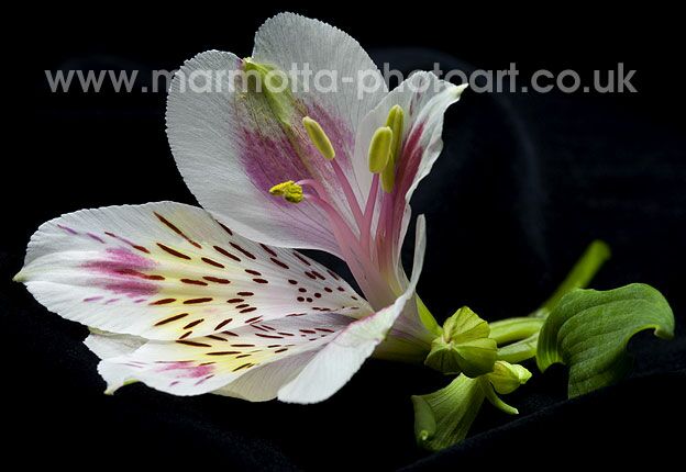 Click to See Next Image