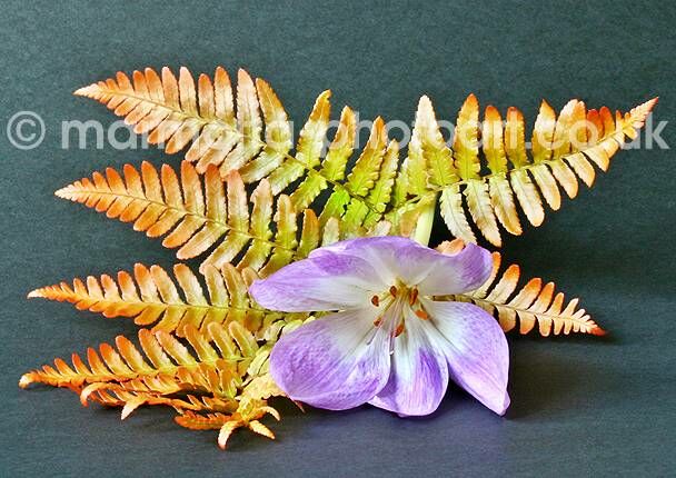 Click to See Next Image