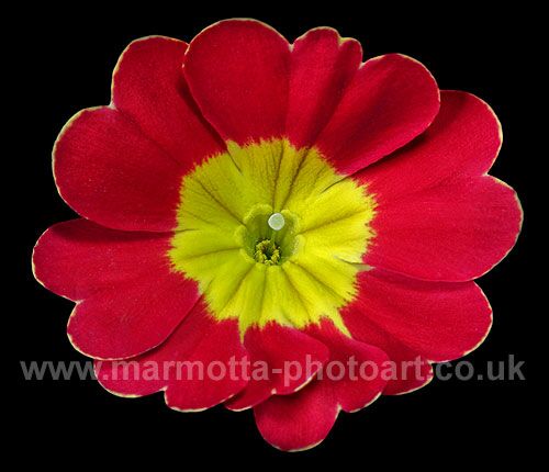 Click to See Next Image