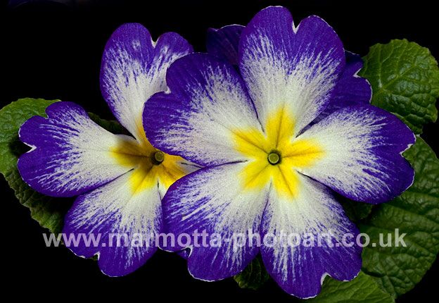 Click to See Next Image