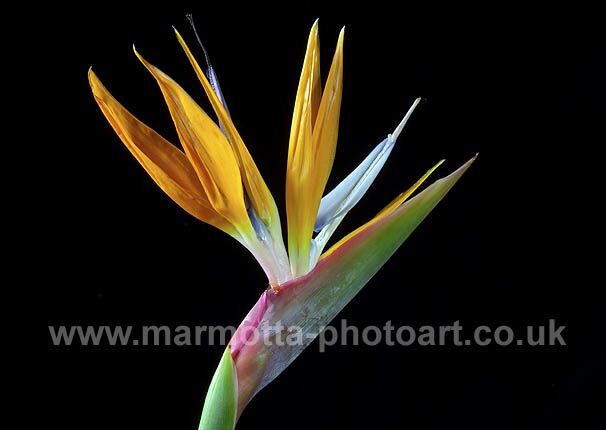 Click to See Next Image