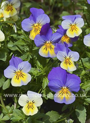 Click to See Next Image