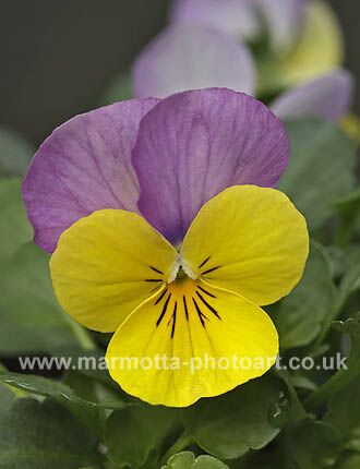 Click to See Next Image