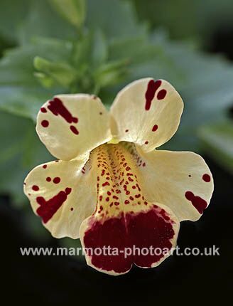 Click to See Next Image