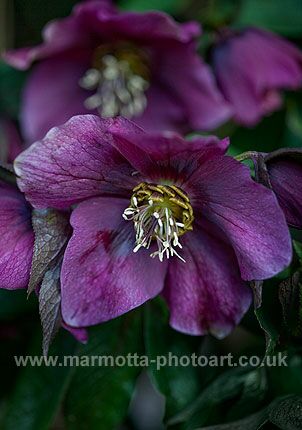 Click to See Next Image