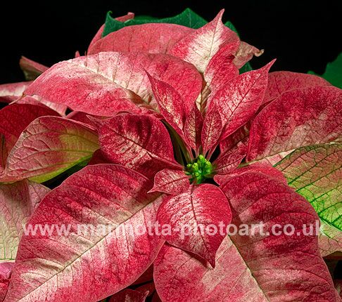 Click to See Next Image