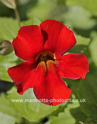 Click to See Next Image