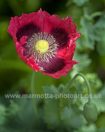 Click to See Next Image