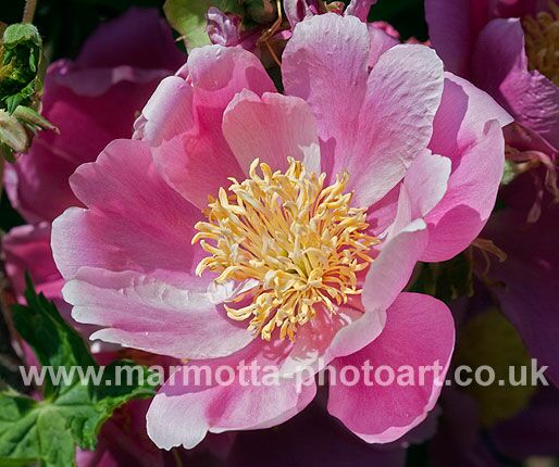 Click to See Next Image