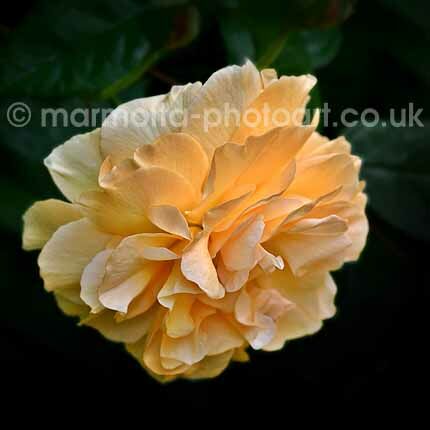 Click to See Next Image