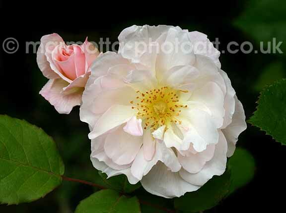 Click to See Next Image