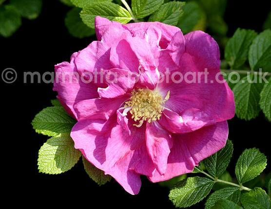 Click to See Next Image