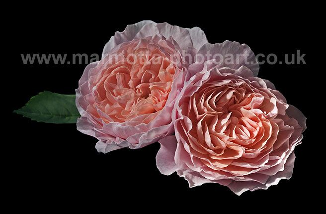 Click to See Next Image