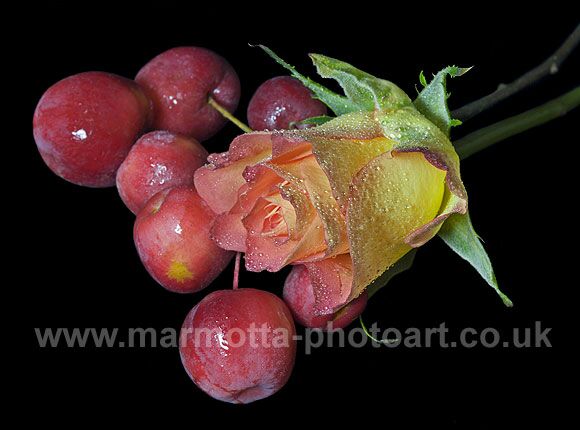 Click to See Next Image