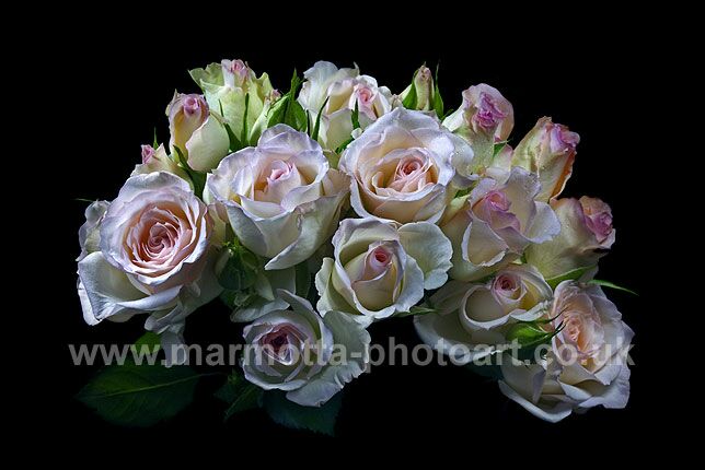 Click to See Next Image