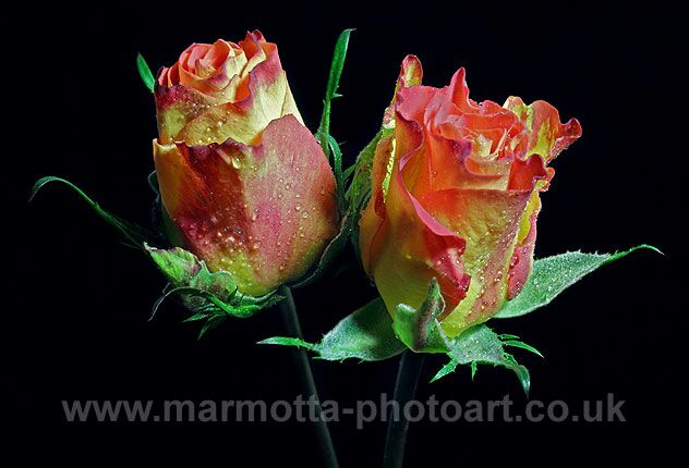 Click to See Next Image