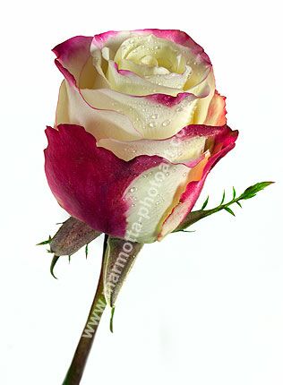 Click to See Next Image