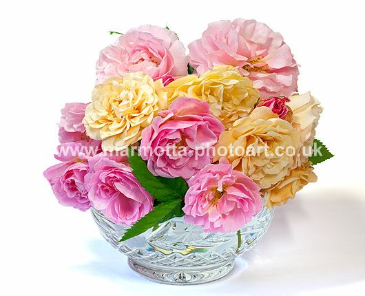 Click to See Next Image