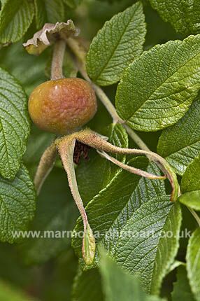 Click to See Next Image