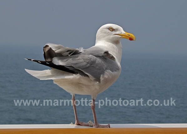 Click to See Next Image