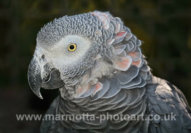 Click to See Next Image