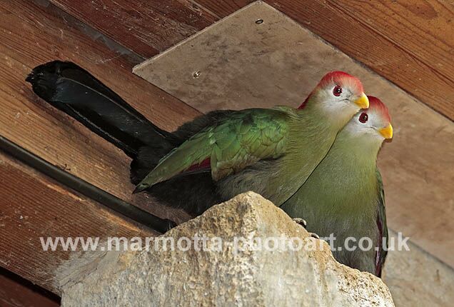 Click to See Next Image