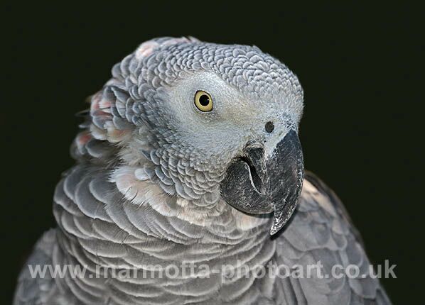 Click to See Next Image