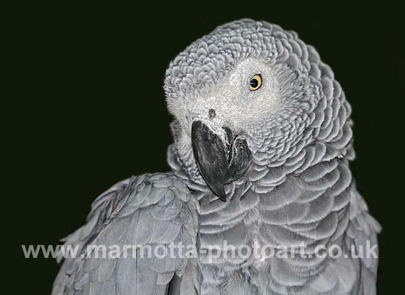 Click to See Next Image