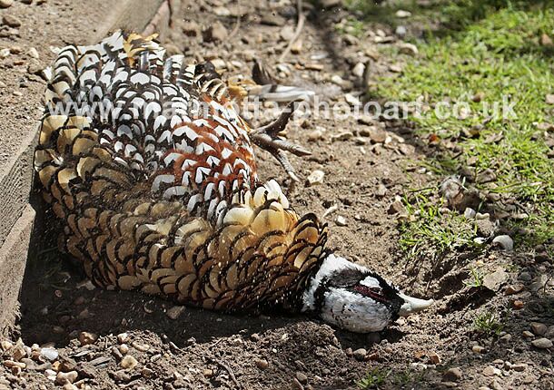 Click to See Next Image