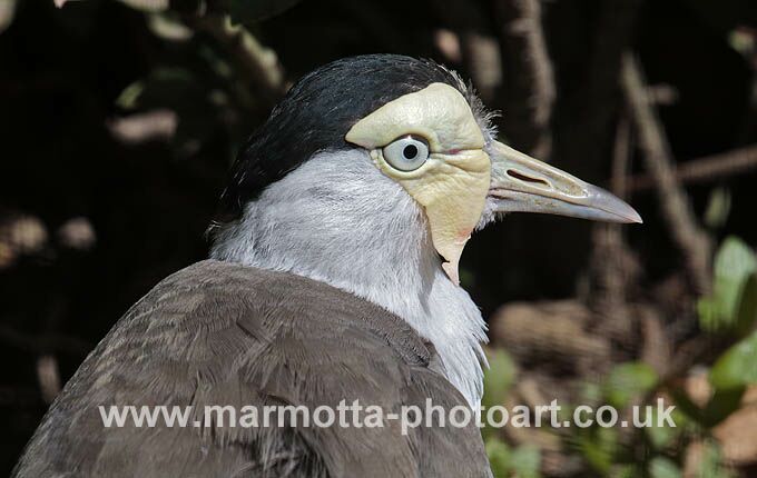 Click to See Next Image