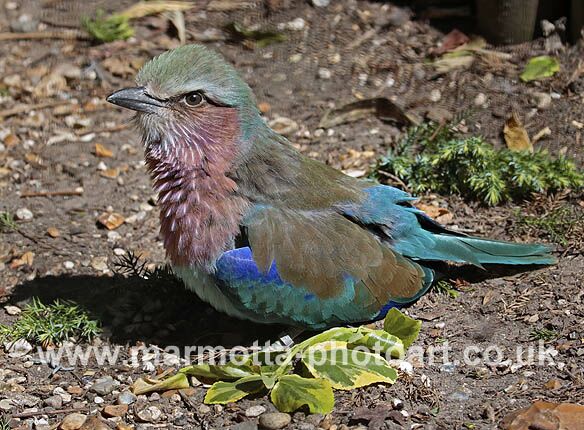 Click to See Next Image