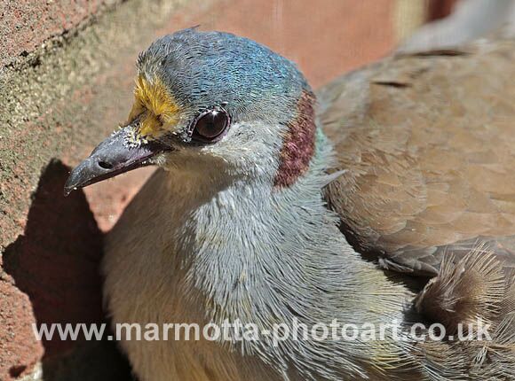 Click to See Next Image