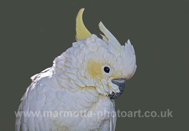 Click to See Next Image