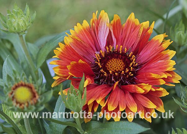 Click to See Next Image