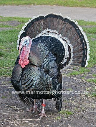 Click to See Next Image