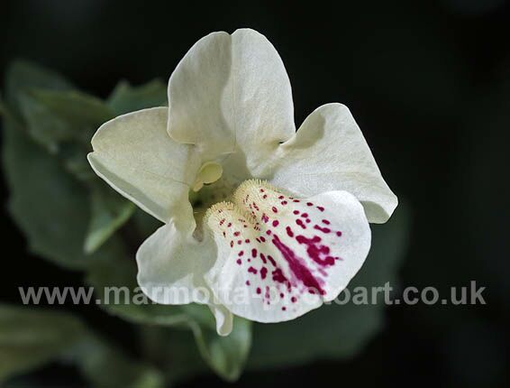 Click to See Next Image