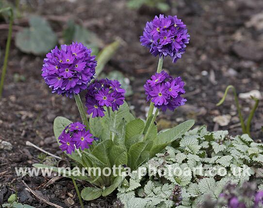 Click to See Next Image