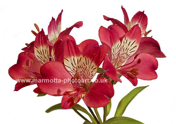 Click to See Next Image