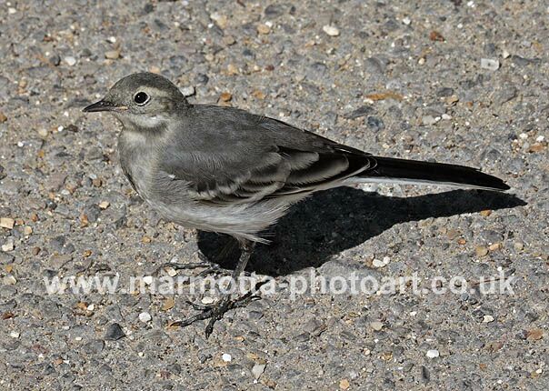 Click to See Next Image