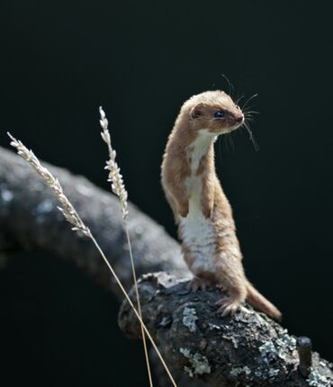 Click to See Next Image