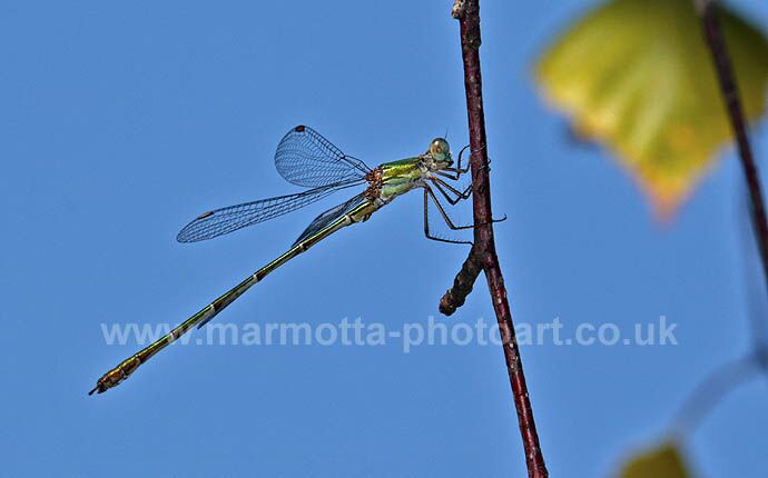 Click to See Next Image