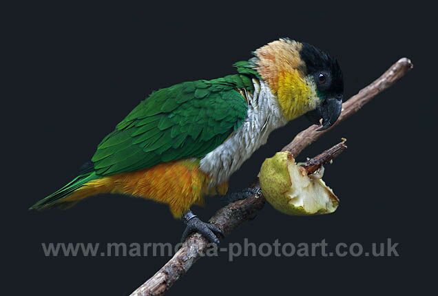 Click to See Next Image