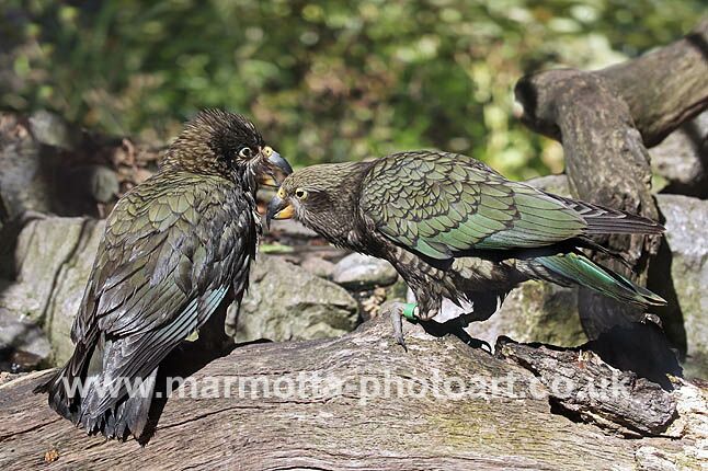 Click to See Next Image