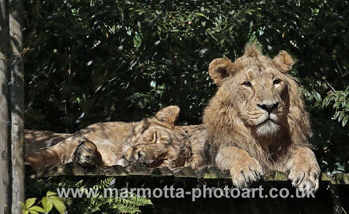 Click to See Next Image