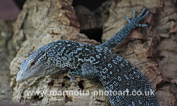 Click to See Next Image