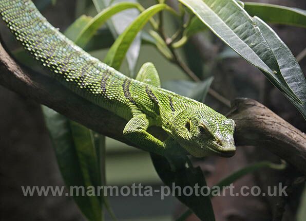 Click to See Next Image