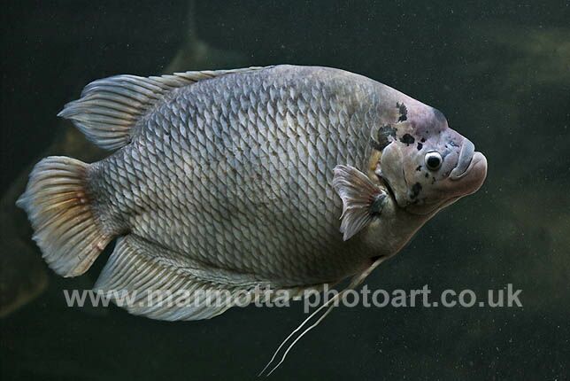 Click to See Next Image